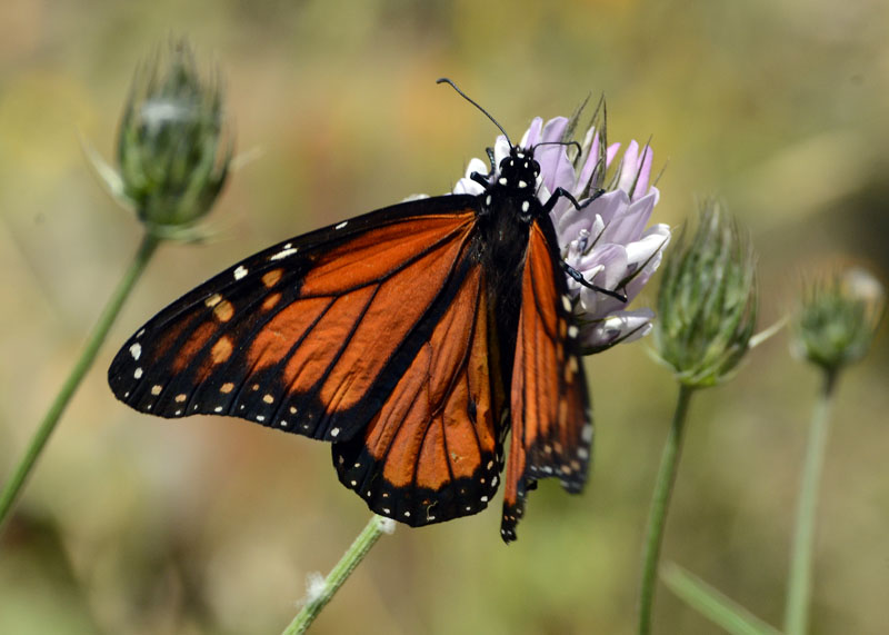 Danaus plexippus m